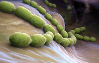 Illustrasjon av Streptococcus pneumoniae (pneumococcus)