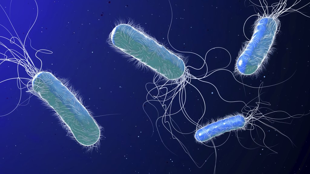 Pseudomonas aeruginosa Bildet viser Pseudomonas aeruginosa.