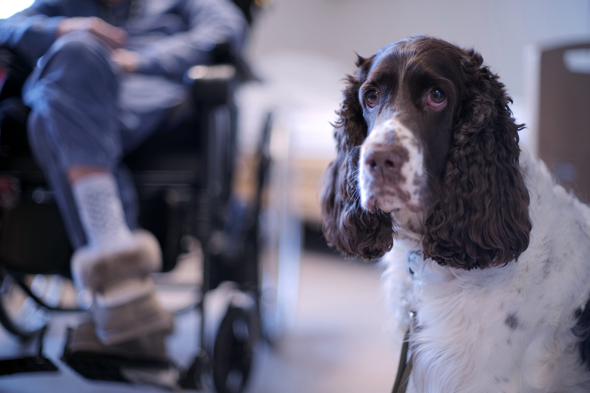 Terapihund Bildet viser en terapihund sammen med en sykehjemsbeboer