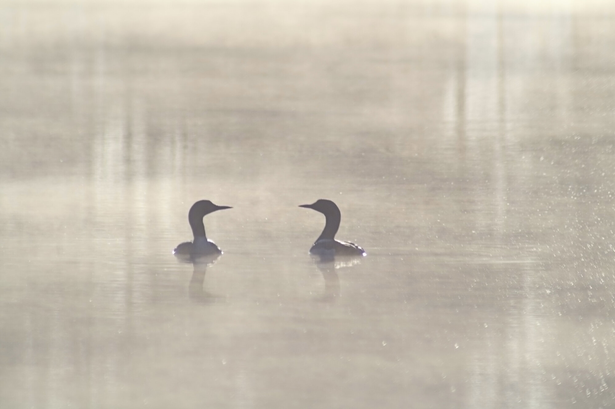 Et symbolsk bilde av to svaner på på vannet. Det er disig, omgivelsene er grå og de ser mot hverandre. Et symbolsk bilde av to svaner på på vannet. Det er disig, omgivelsene er grå og de ser mot hverandre.