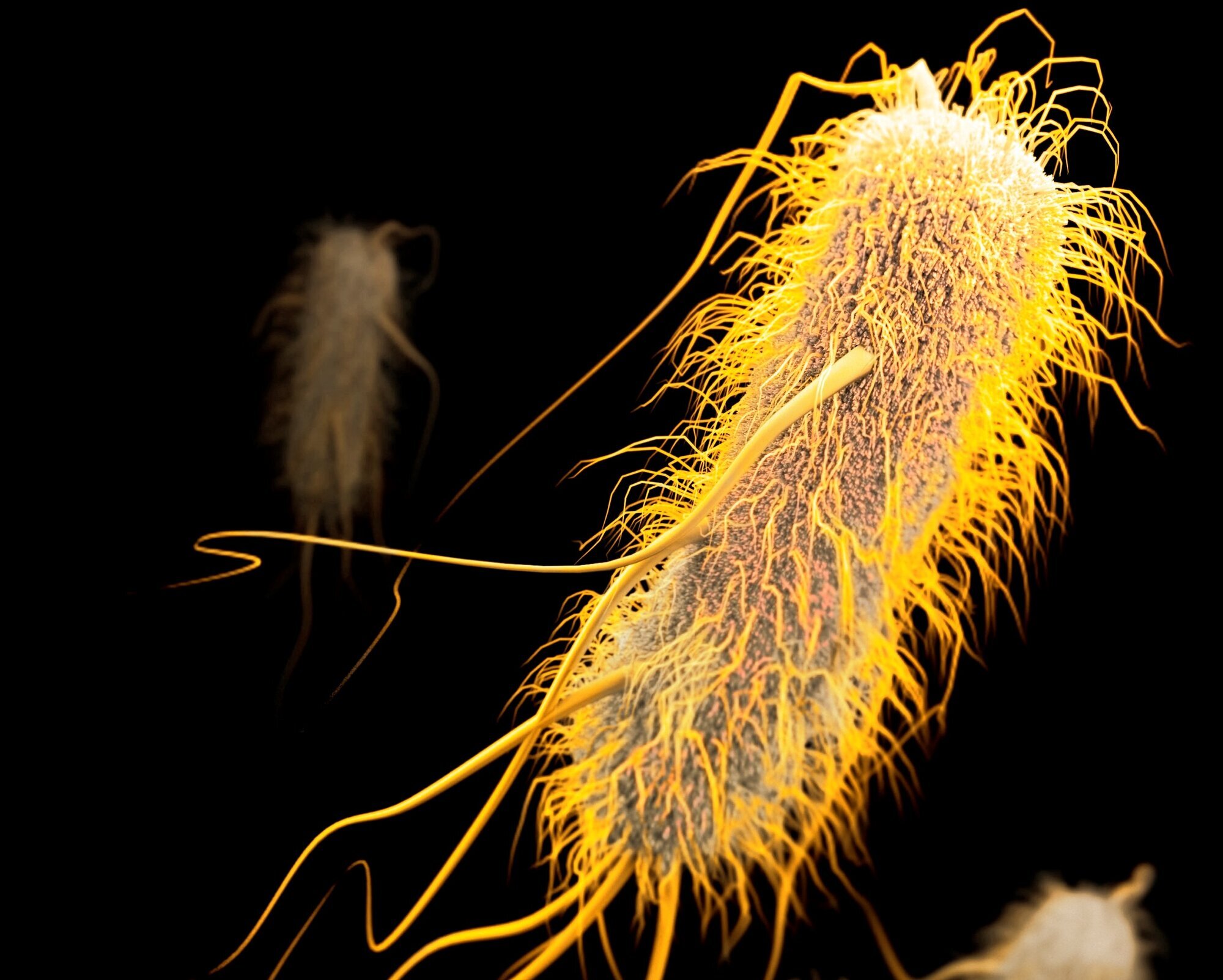 ESBL, antibiotikaresistens Bildet viser bakterie med ESBL fremstilt ved hjelp av datagrafikk.