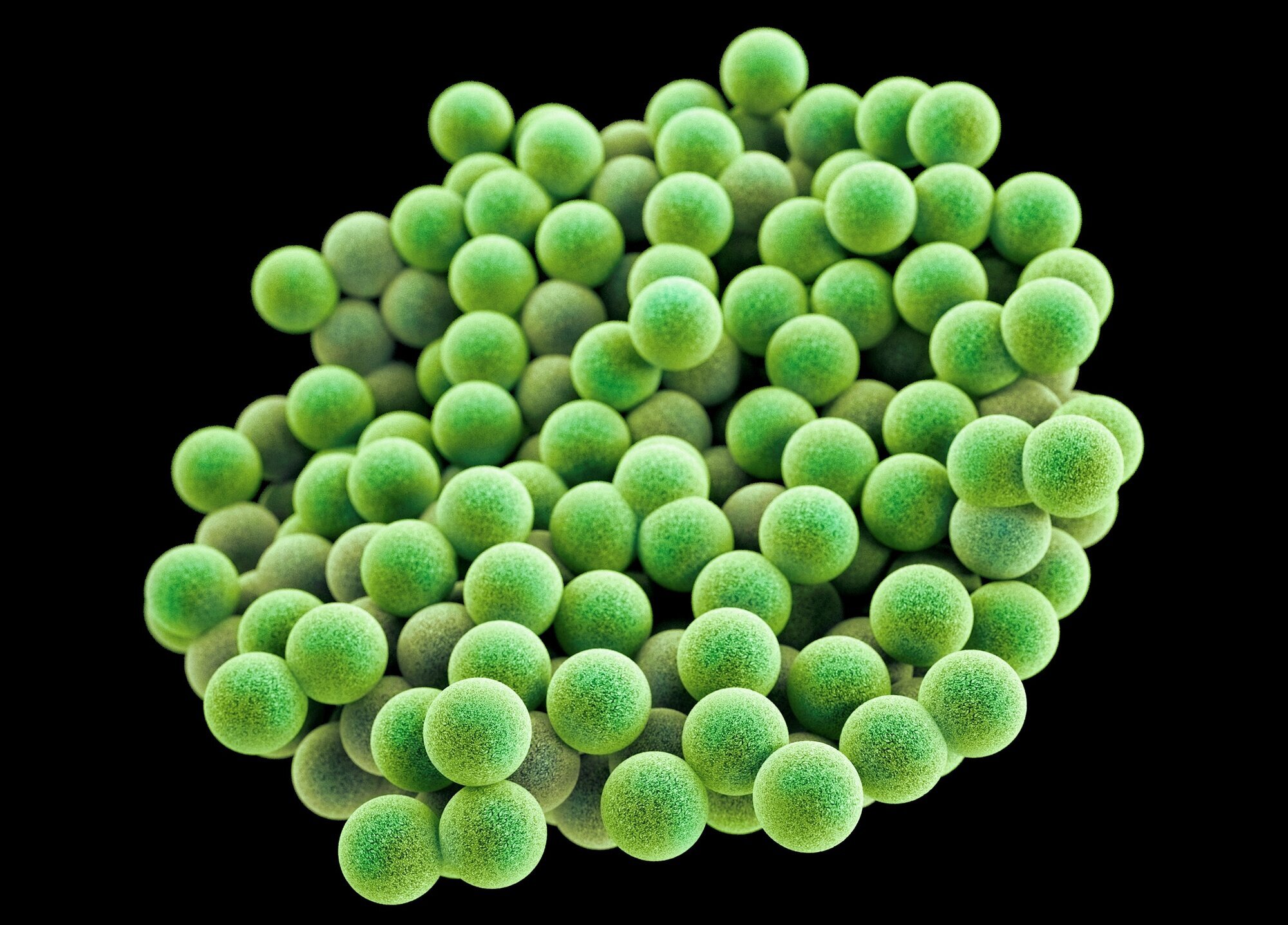 MRSA, antibiotikaresistens Bildet viser MRSA laget med datagrafikk.
