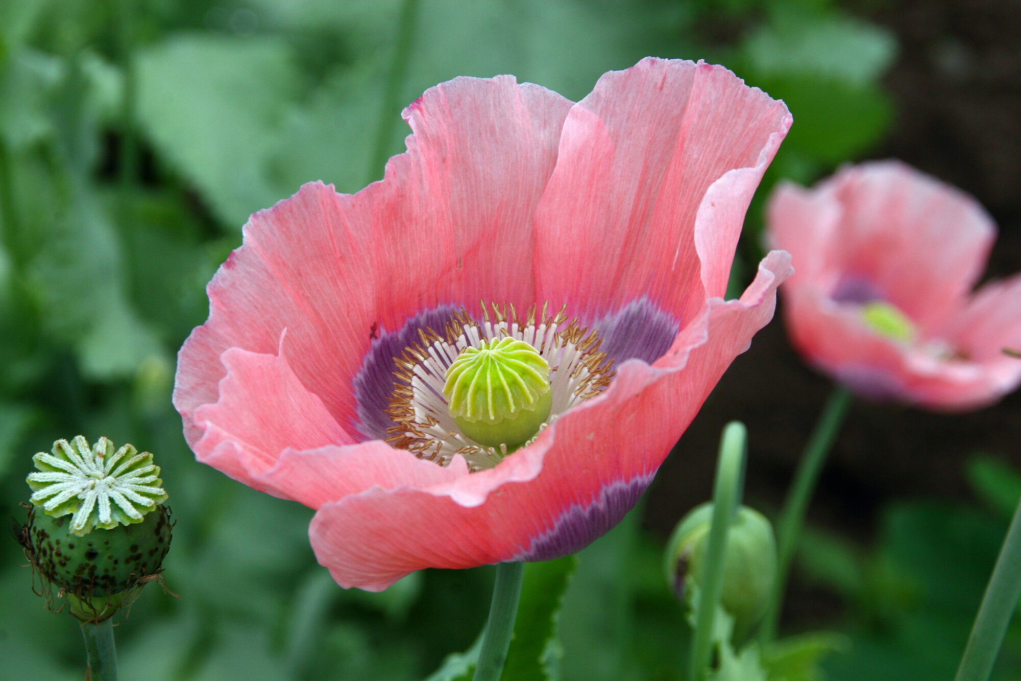 Valmue Bildet viser en valmue av arten Papaver somniferum