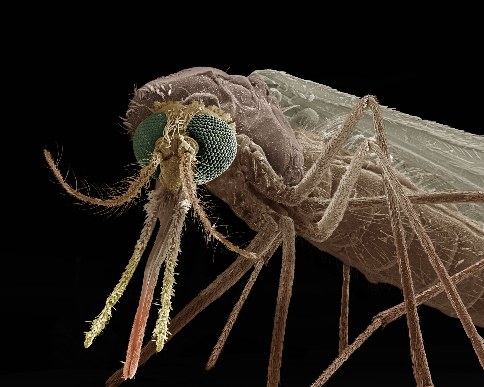 Mygg, malaria Bildet viser en mygg.