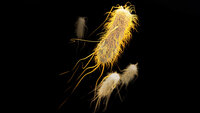 Bildet viser ESBL (extended-spectrum ­beta-lactamase).