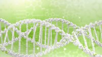 DNA Bildet viser en DNA-streng.