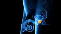 Datagenerert anatomi av mannens underliv, prostata er markert. Illustrasjonen viser anatomi av mannens underliv, prostata er markert.