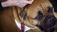 Bildet viser en hånd tilhørende en eldre person som forsiktig stryker hodet til en bullmastiff, som er på jobb som terapihund. Terapihund for eldre