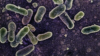 Salmonella enteritidis Bildet viser bakterier av typen salmonella enteritidis.